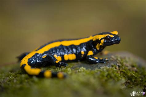 Fire salamander .